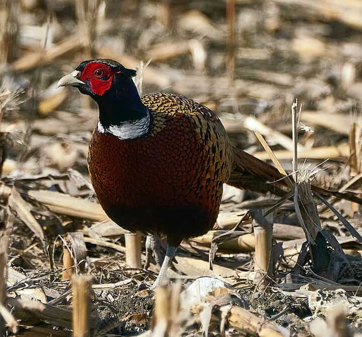 The Intersection of Pheasants Forever and Conversation on the Farm
